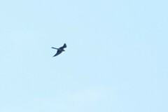 Falconiformes