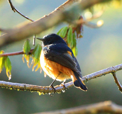 Phoenicurus frontalis