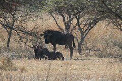 Connochaetes taurinus taurinus