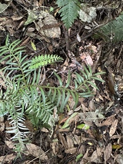 Prumnopitys ferruginea