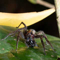 Ctenidae