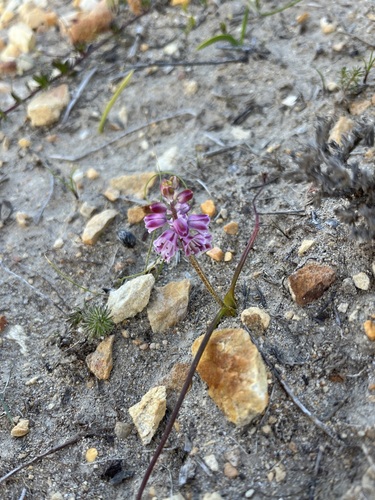 Lachenalia magentea