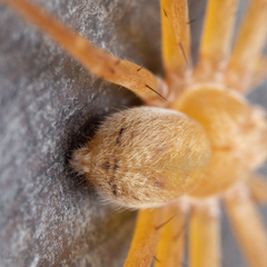 Olios