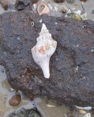 Australaria australasia