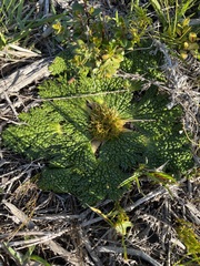 Arctopus echinatus