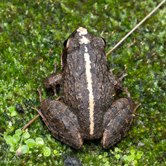 Anura