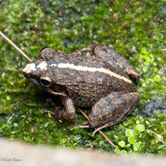 Anura