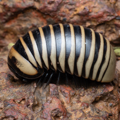 Arthrosphaera