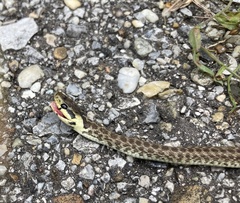 Zamenis longissimus