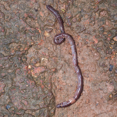 Lumbricidae