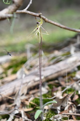 Caladenia parva