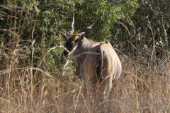 Tragelaphus oryx oryx