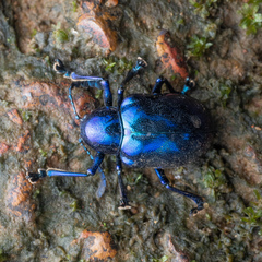 Platycorynus peregrinus