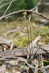 Caladenia parva