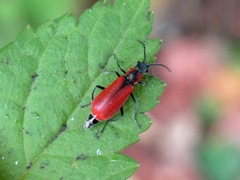 Anthocomus rufus