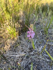 Lachenalia magentea