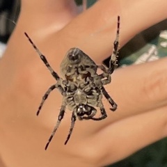 Araneus ventricosus