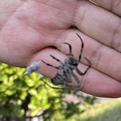 Araneus ventricosus