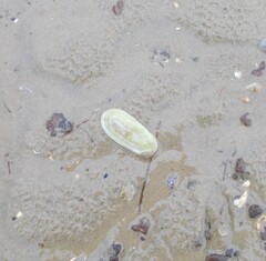 Scutus antipodes