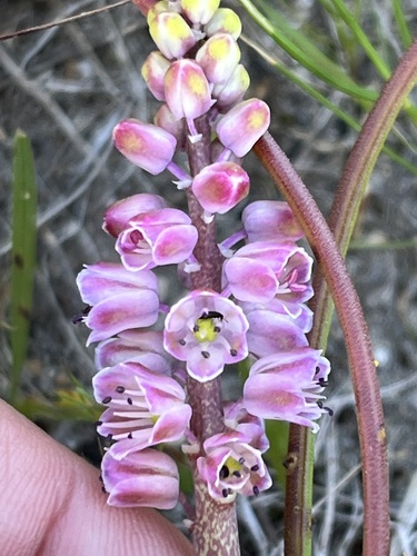 Image of Lachenalia magentea by (c) Charleen Brunke, some rights reserved (CC BY)