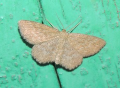 Scopula immorata