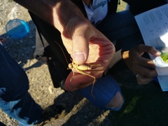 Platycleis intermedia