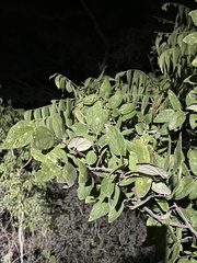 Celtis reticulata