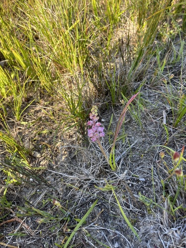 Lachenalia magentea