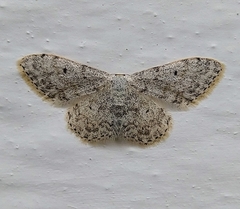 Idaea camparia