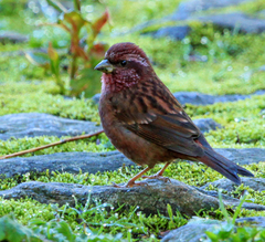 Carpodacus edwardsii