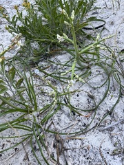 Trachyandra divaricata