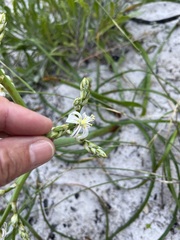 Trachyandra divaricata
