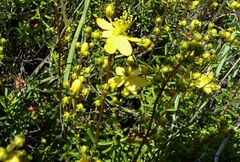 Hypericum empetrifolium