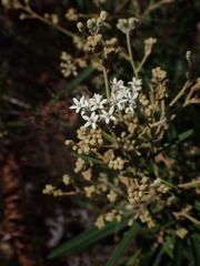 Astrotricha longifolia