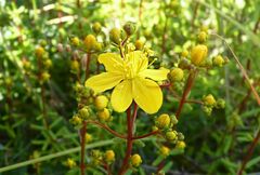 Hypericum empetrifolium
