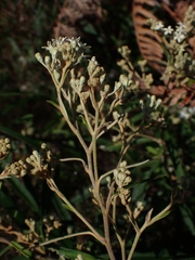 Astrotricha longifolia