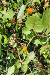 Senecio helminthioides