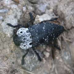 Capnodis tenebrionis