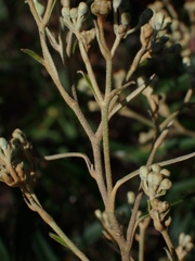 Astrotricha longifolia
