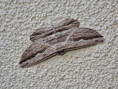 Euphronarcha luxaria