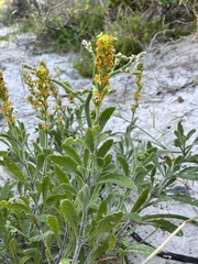 Manulea tomentosa