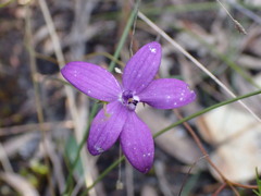 Glossodia minor