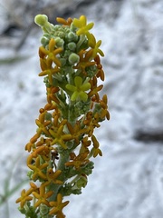 Manulea tomentosa