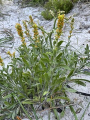 Manulea tomentosa