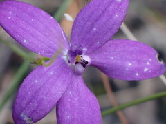 Glossodia minor