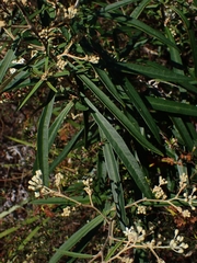 Astrotricha longifolia