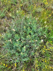 Astragalus albicaulis