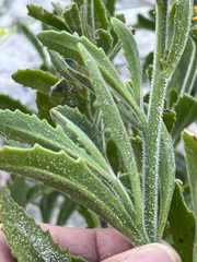 Manulea tomentosa