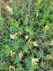 Astragalus albicaulis