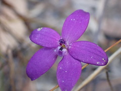 Glossodia minor
